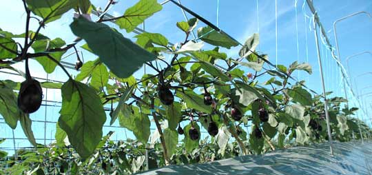 泉州の水茄子漬